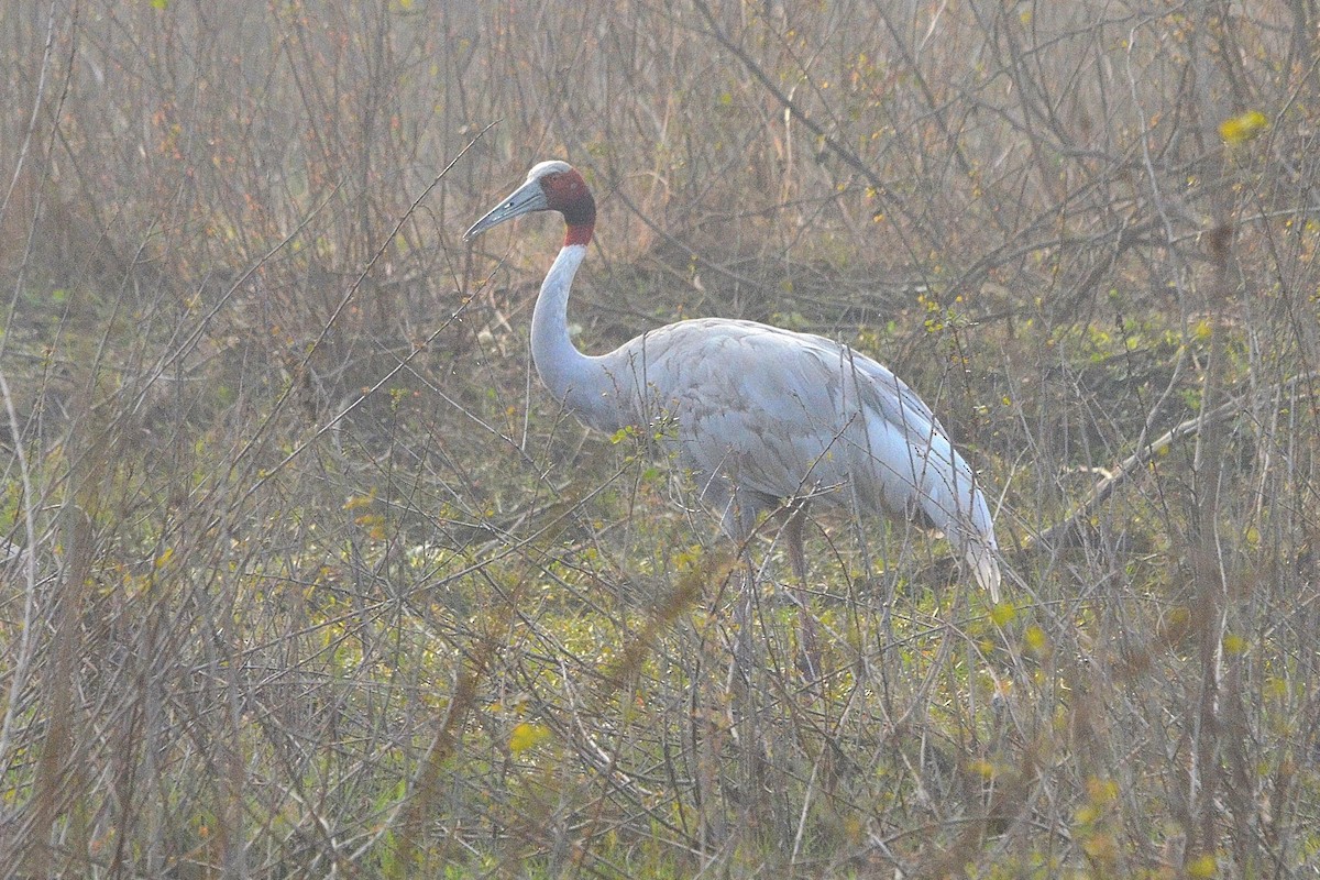 Индийский журавль - ML646842235