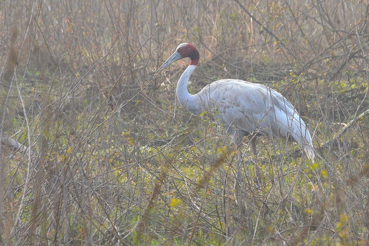 Индийский журавль - ML646842236