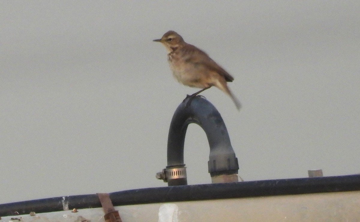 Щеврик гірський - ML646842239