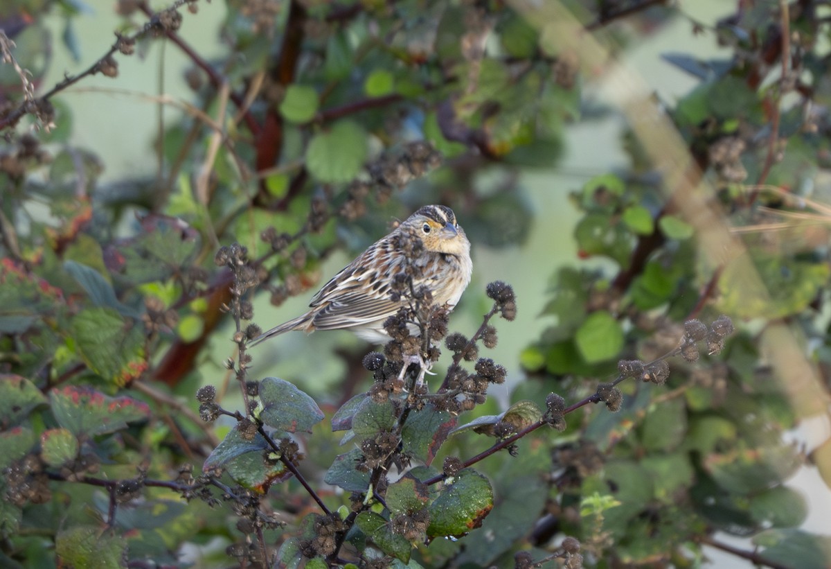 Grasshopper Sparrow - ML646842240