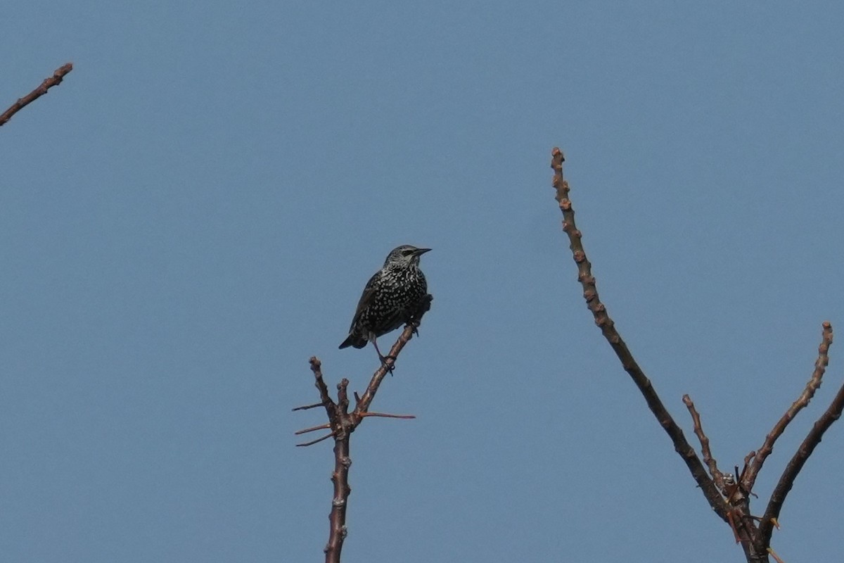 European Starling - ML646842241