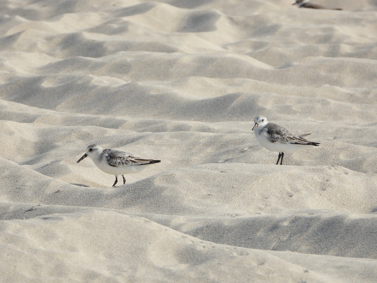 Sanderling - ML646842242