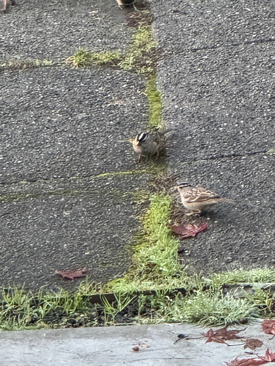 Porsuk Serçesi - ML646842243