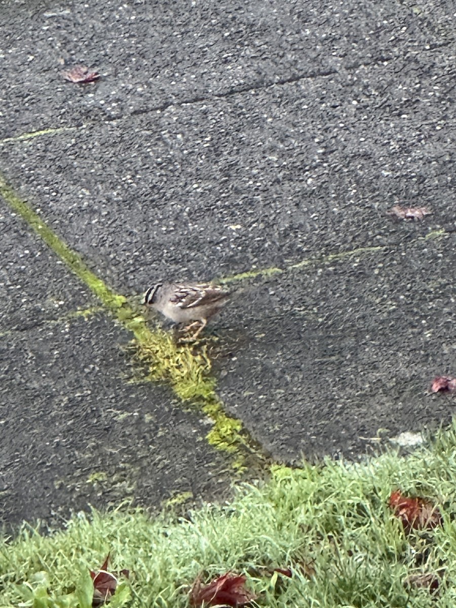 Porsuk Serçesi - ML646842244