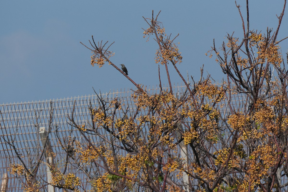 European Starling - ML646842245