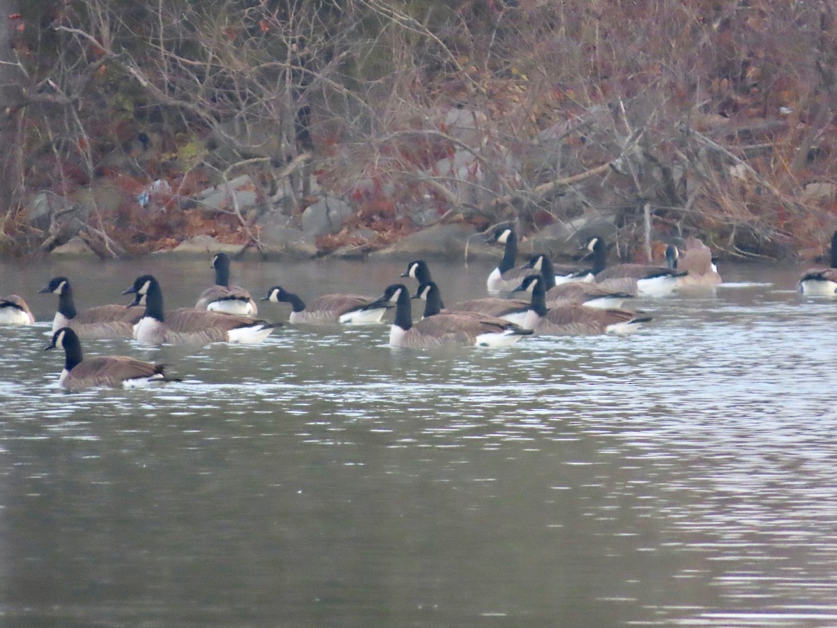 Kanada Kazı - ML646842249