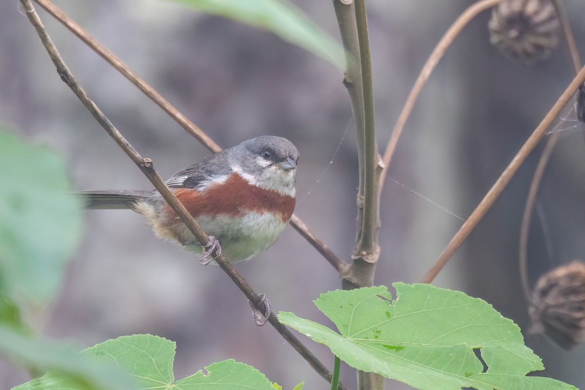 Kızıl Kuşaklı İspinoz - ML646842250