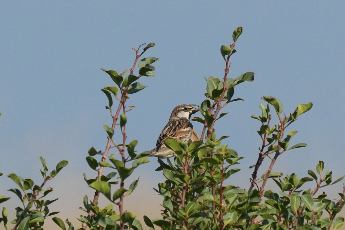 Spanish Sparrow - ML646842251