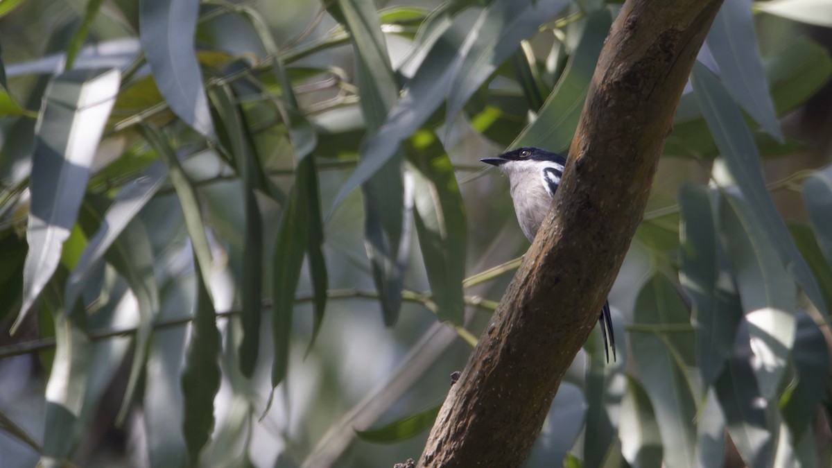 Ala Kanatlı Sinekkapan Vanga - ML646842252