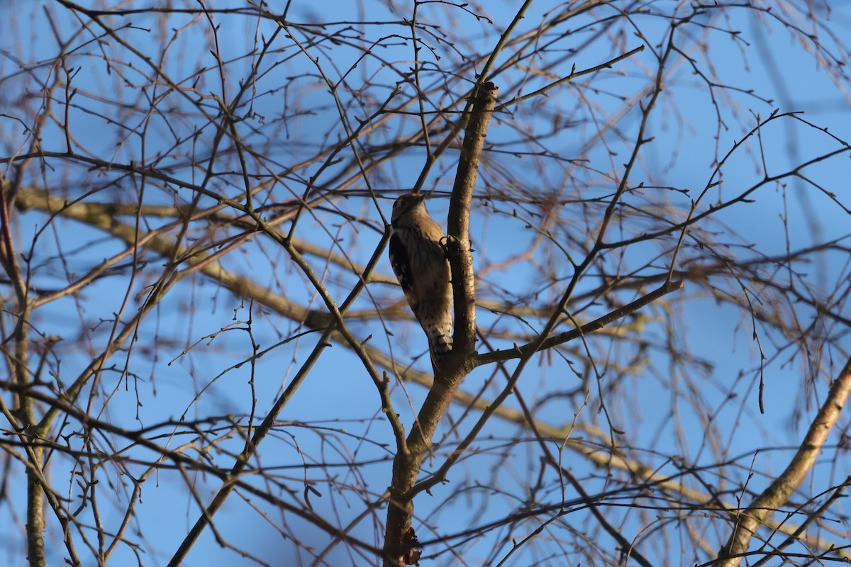 Küçük Ağaçkakan - ML646842253