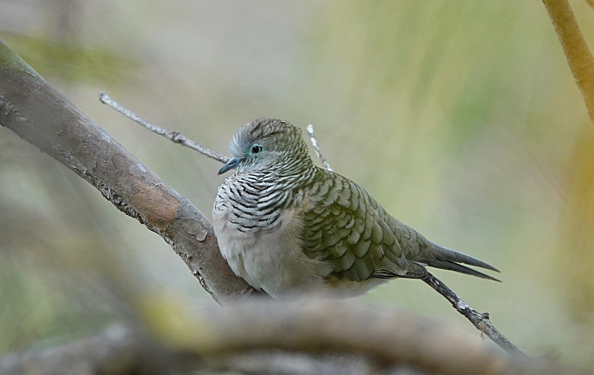 Uysal Kumru - ML646842254