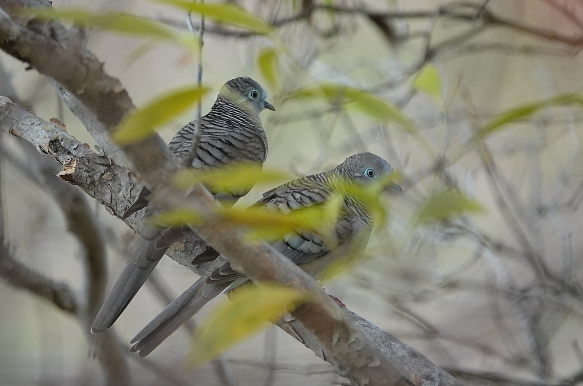 Uysal Kumru - ML646842255