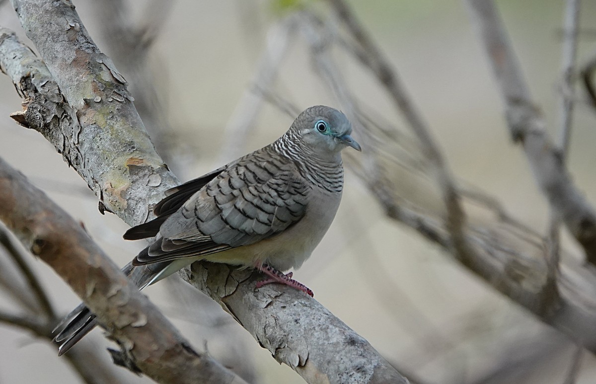 Uysal Kumru - ML646842256