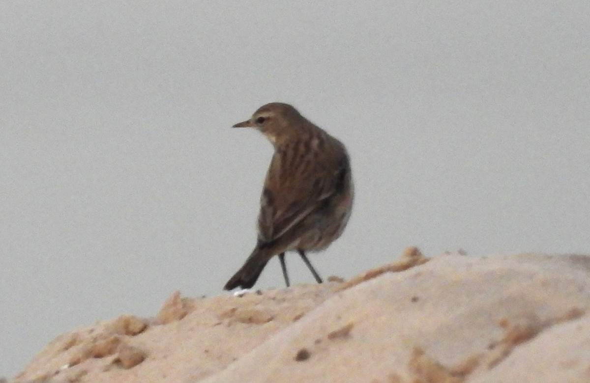 Щеврик гірський - ML646842257