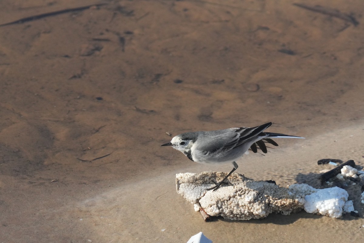 linerle - ML646842258