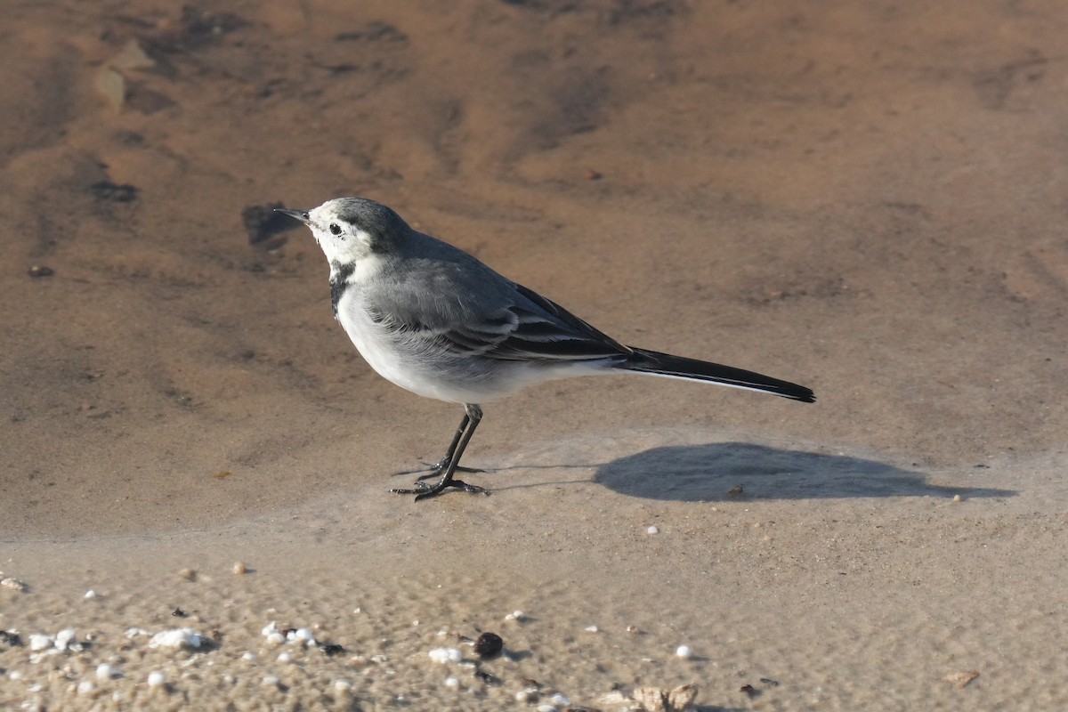 linerle - ML646842259