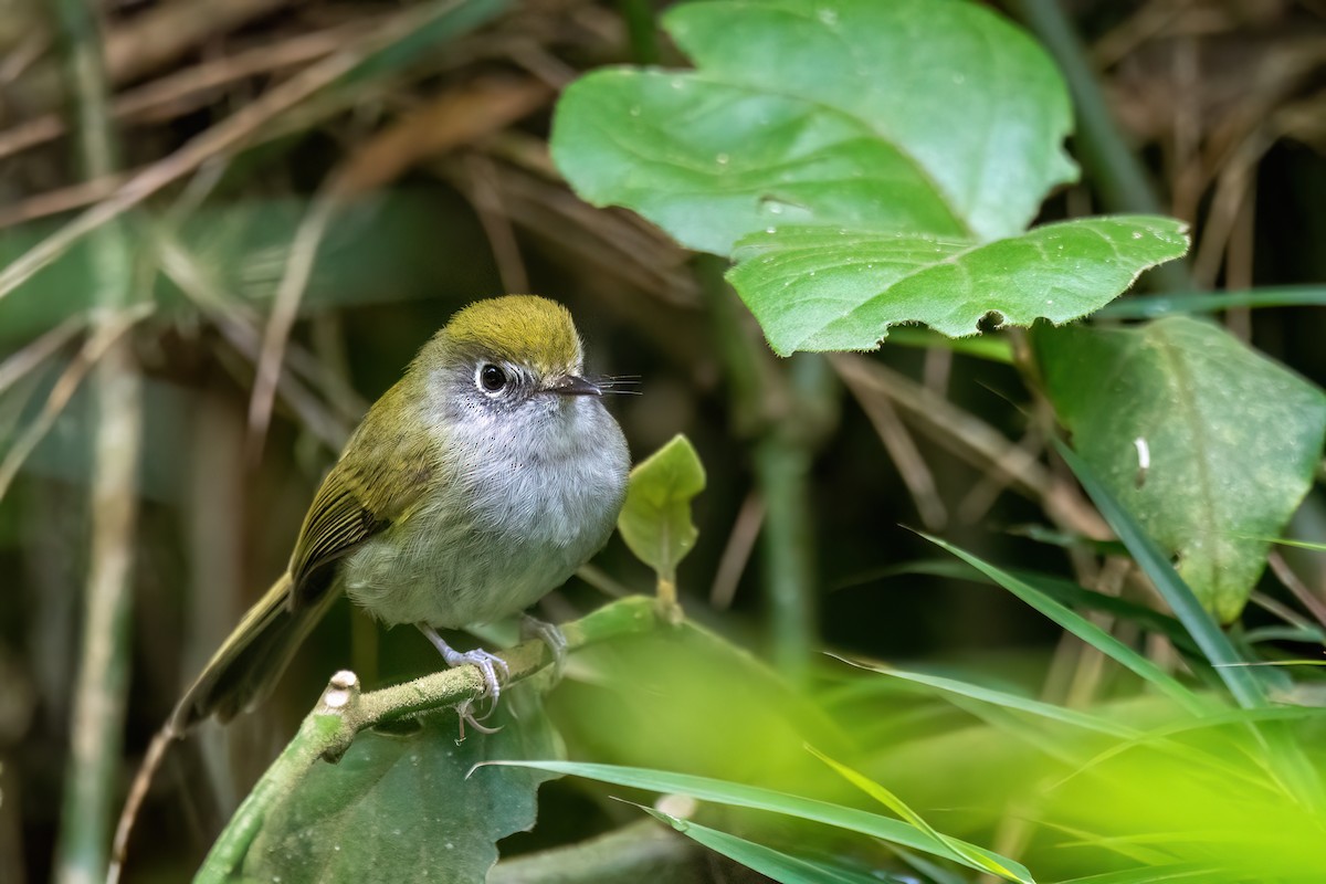 Serro Do Mar Yaprak Tiranı - ML646842262