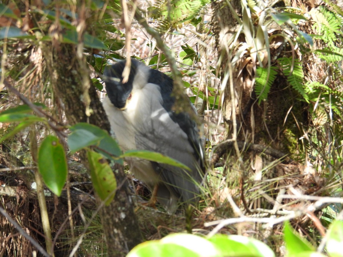 Gece Balıkçılı - ML646842263