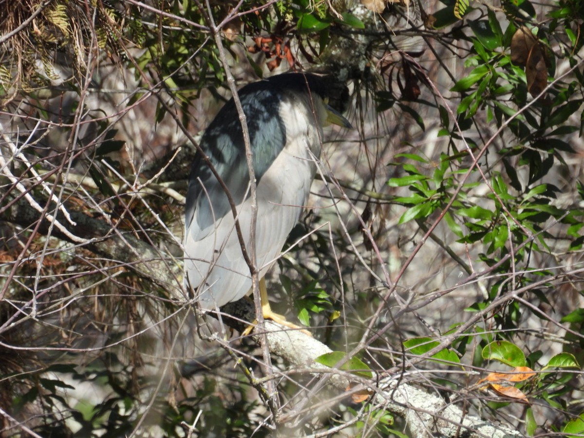 Gece Balıkçılı - ML646842264