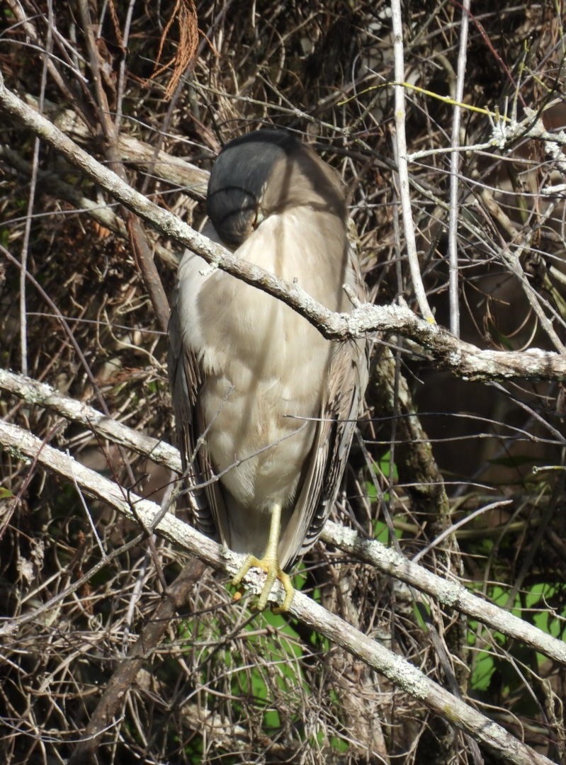 Gece Balıkçılı - ML646842265