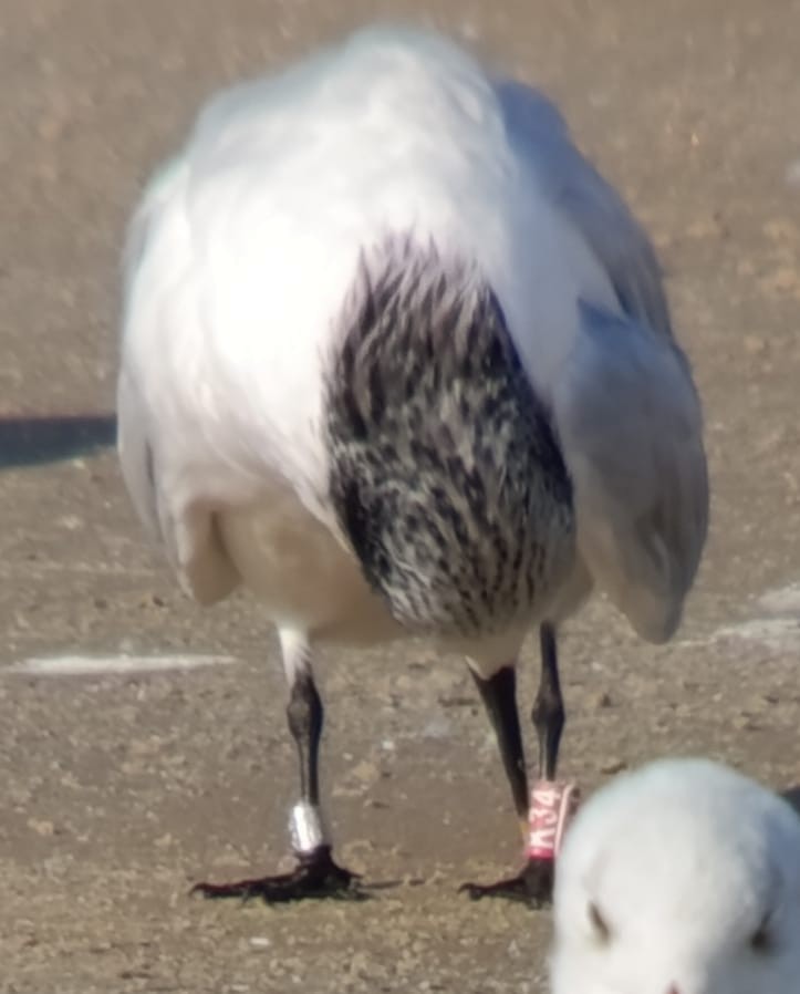 Sandwich Tern (Eurasian) - ML646842270