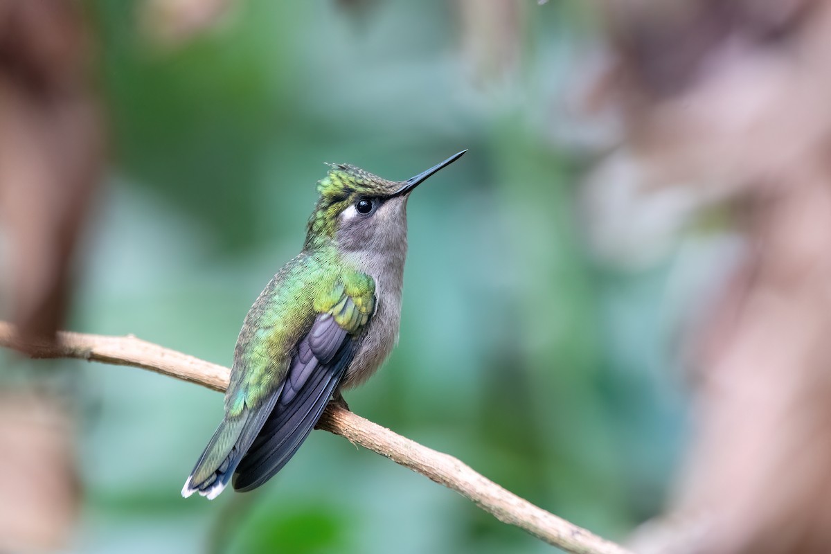 Yeşil Alınlı Sivrisorguç - ML646842276