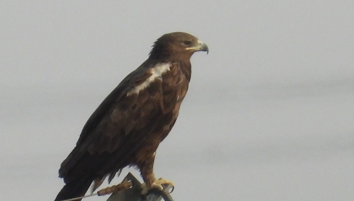 カラフトワシ - ML646842285