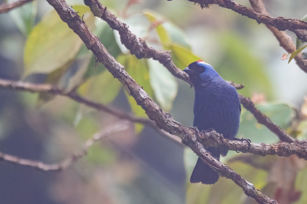 Diademed Tanager - ML646842286