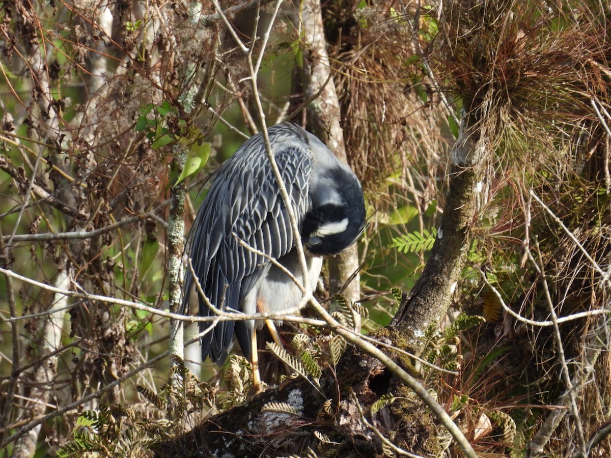 Sarı Tepeli Gece Balıkçılı - ML646842288