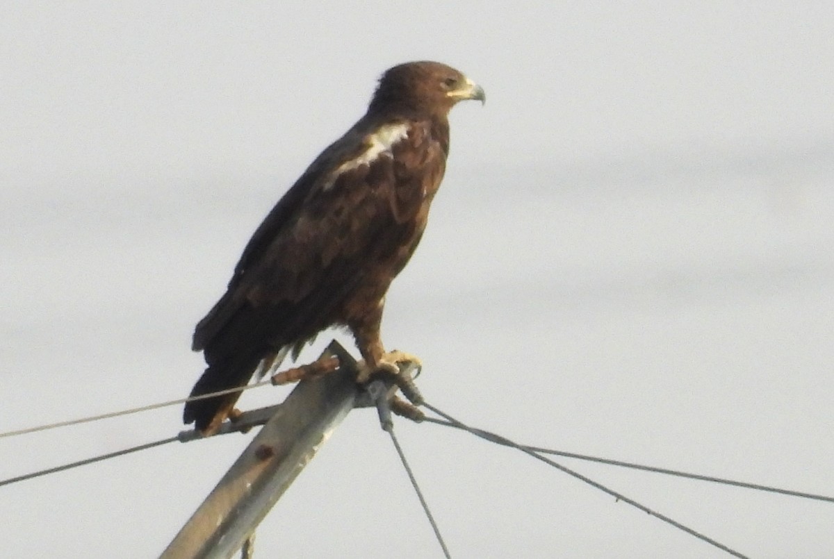 カラフトワシ - ML646842289