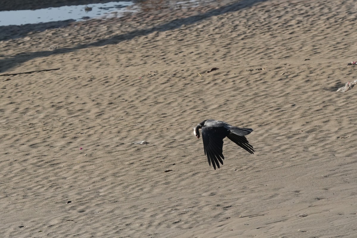 Hooded Crow (Hooded) - ML646842291