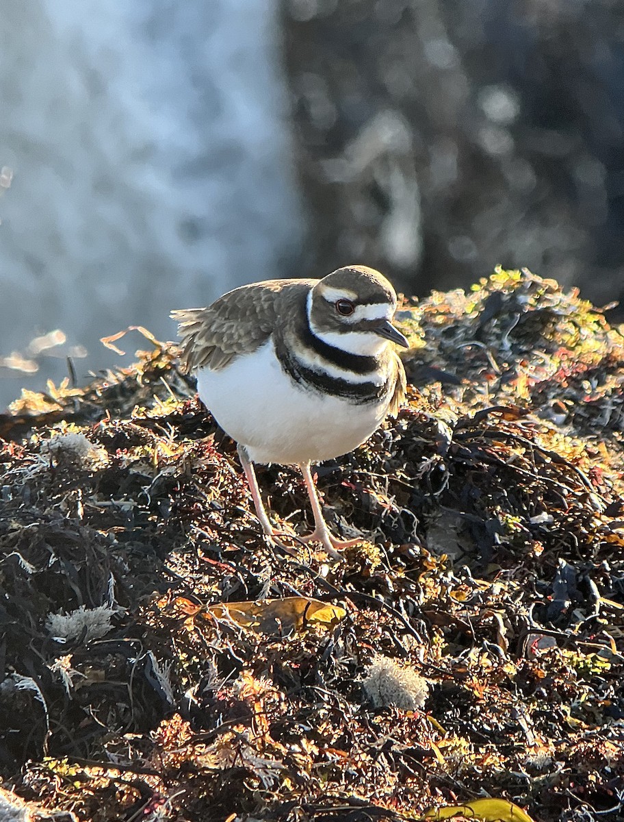 tobeltelo - ML646842293