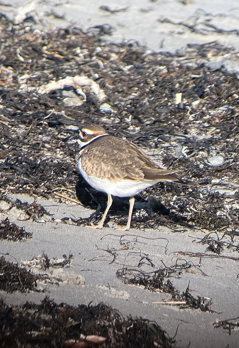 tobeltelo - ML646842294