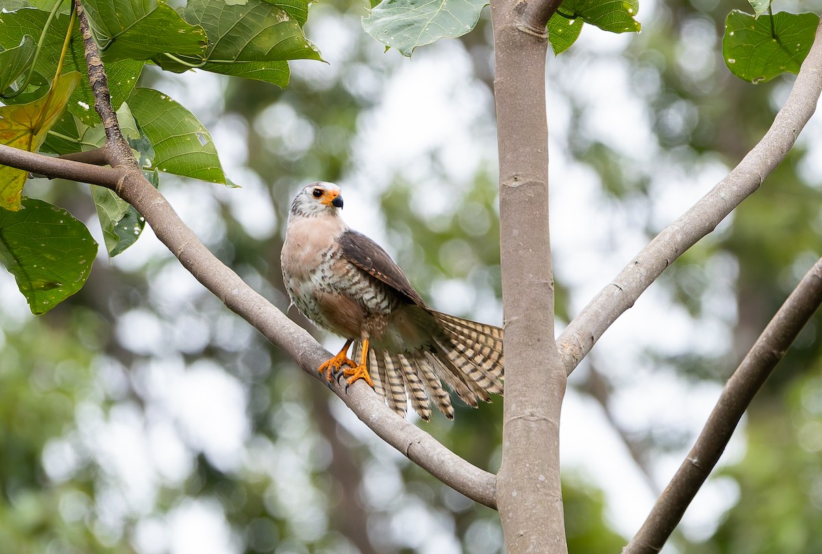 Autour variable (groupe hiogaster) - ML646842295