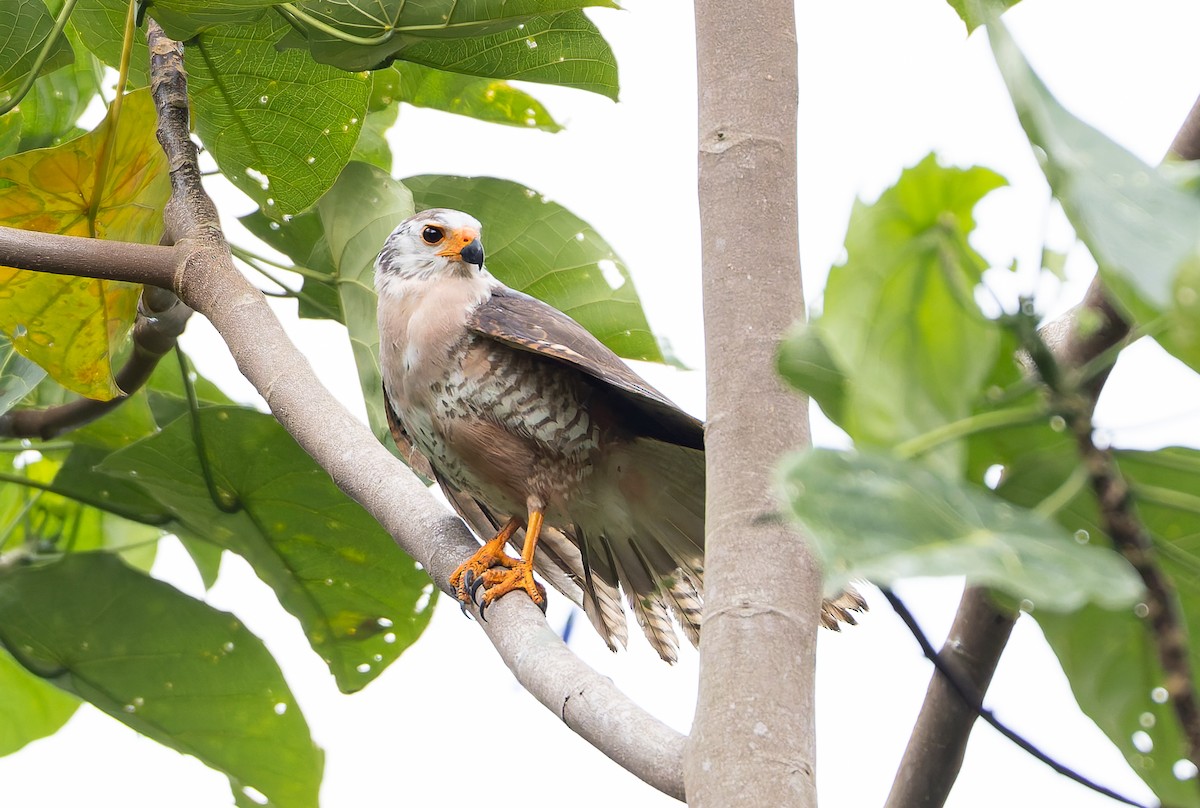 Autour variable (groupe hiogaster) - ML646842296
