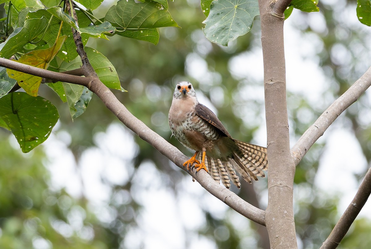 Autour variable (groupe hiogaster) - ML646842297