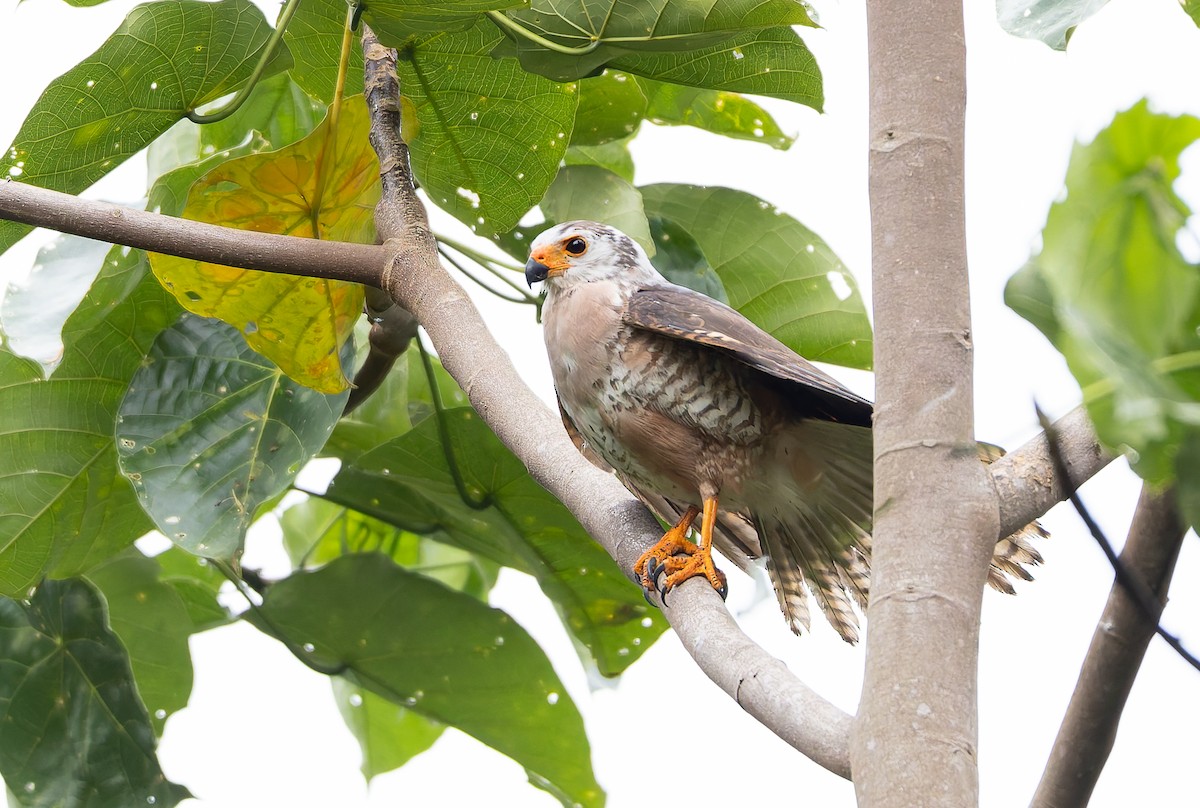 Autour variable (groupe hiogaster) - ML646842298