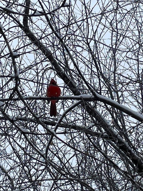 Northern Cardinal - ML646842302