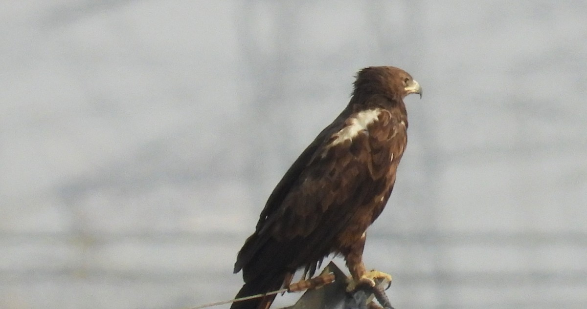 カラフトワシ - ML646842306