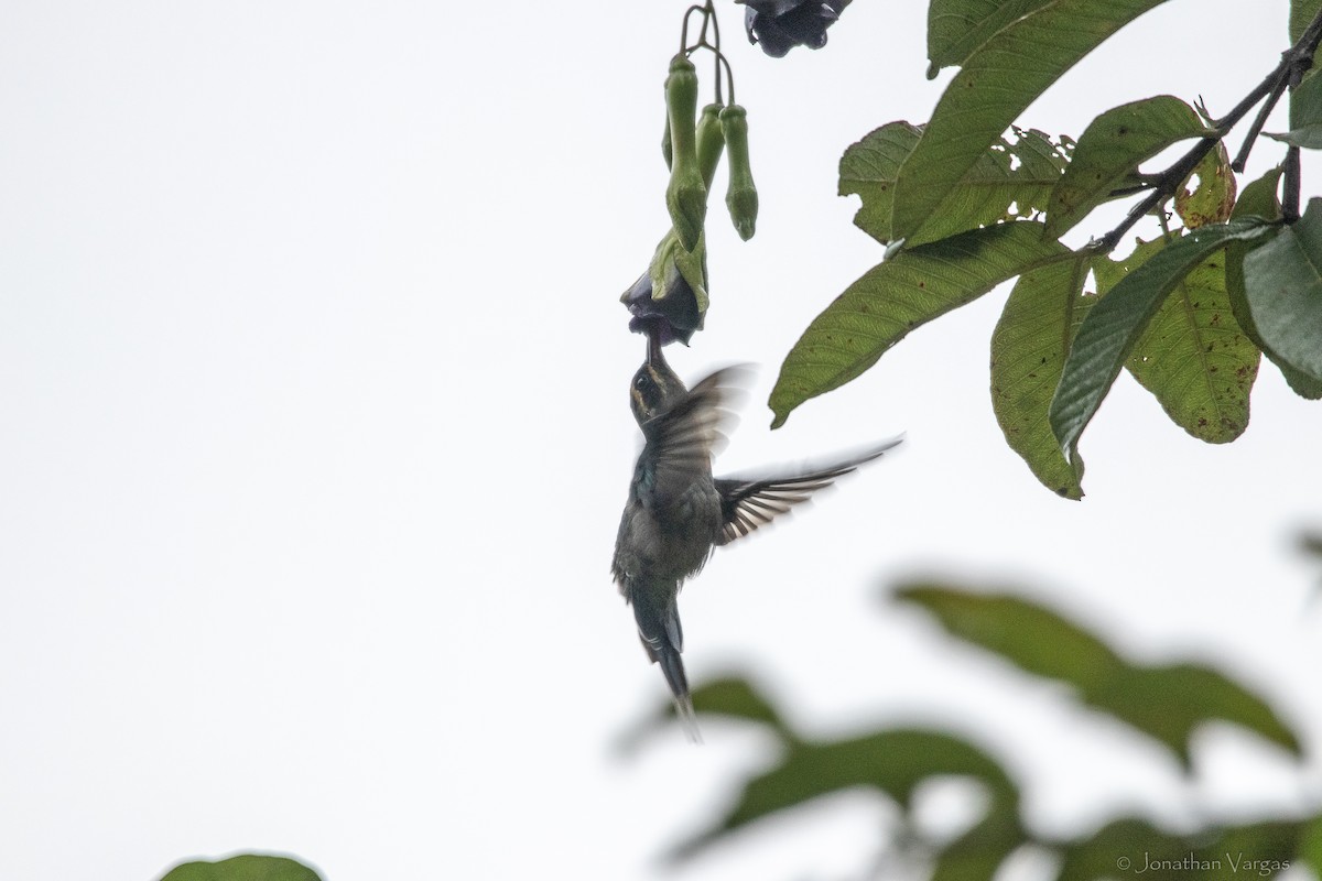 Ermite vert - ML646842307