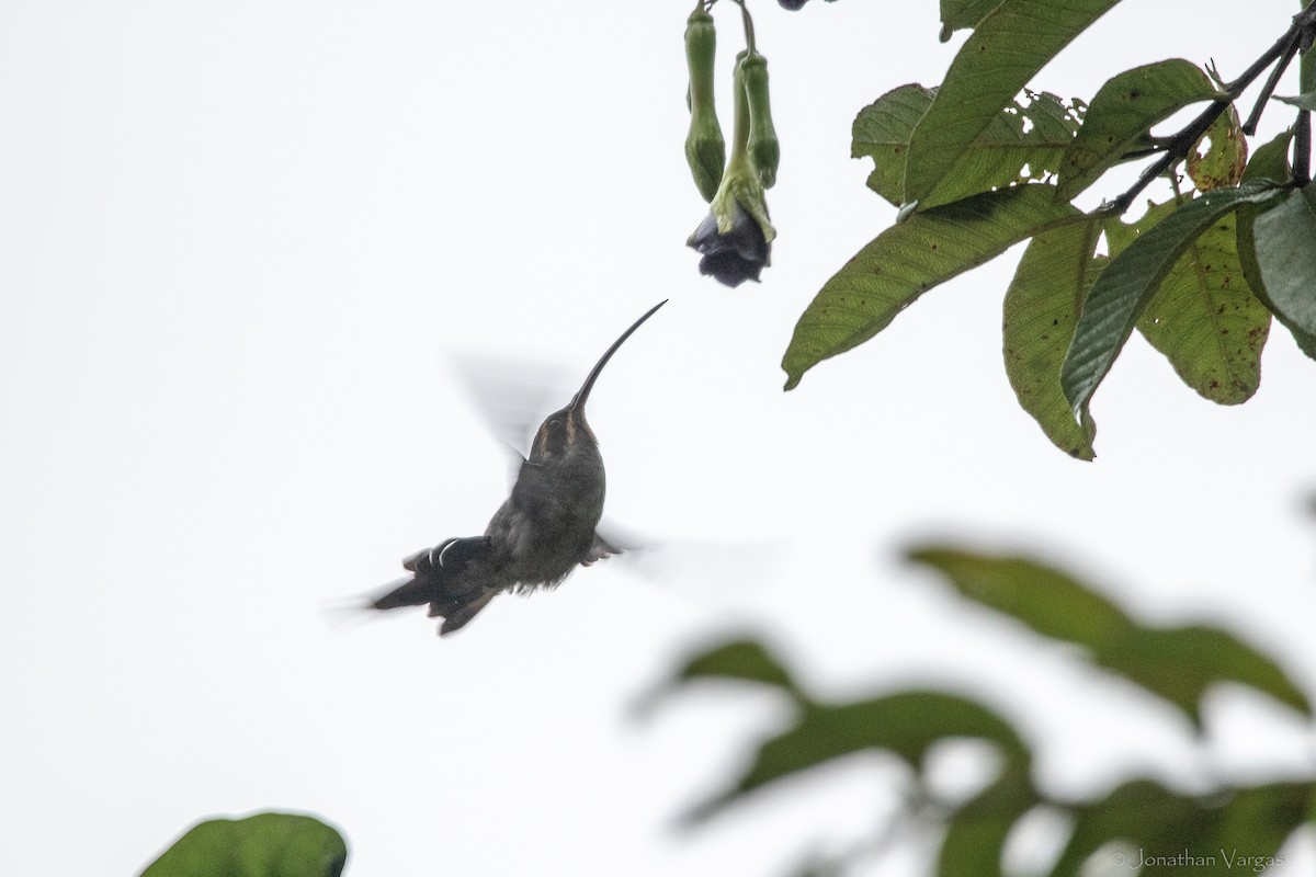 Ermite vert - ML646842308