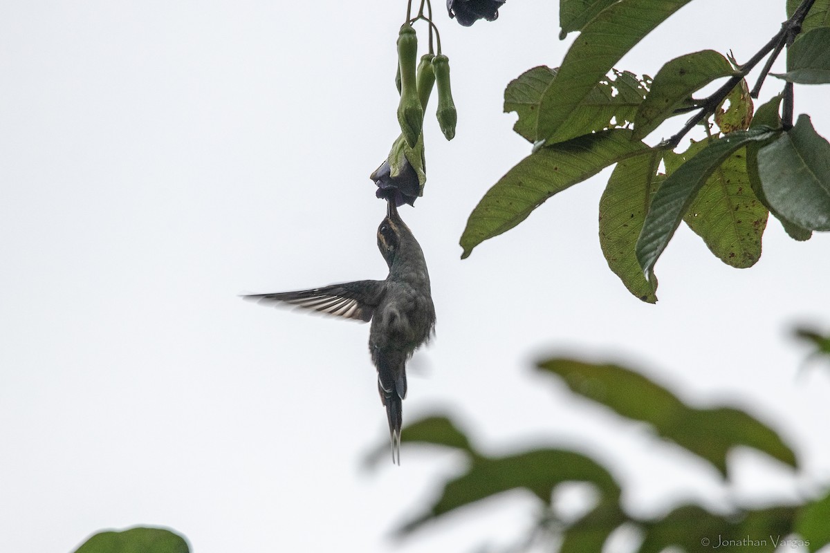 Ermite vert - ML646842309