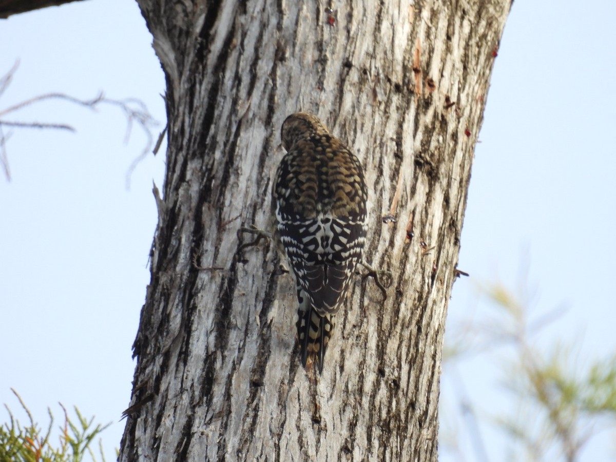 Pic maculé - ML646842312