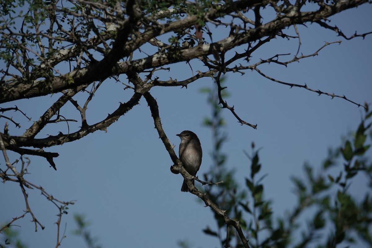 Gobemouche à lunettes - ML646842313