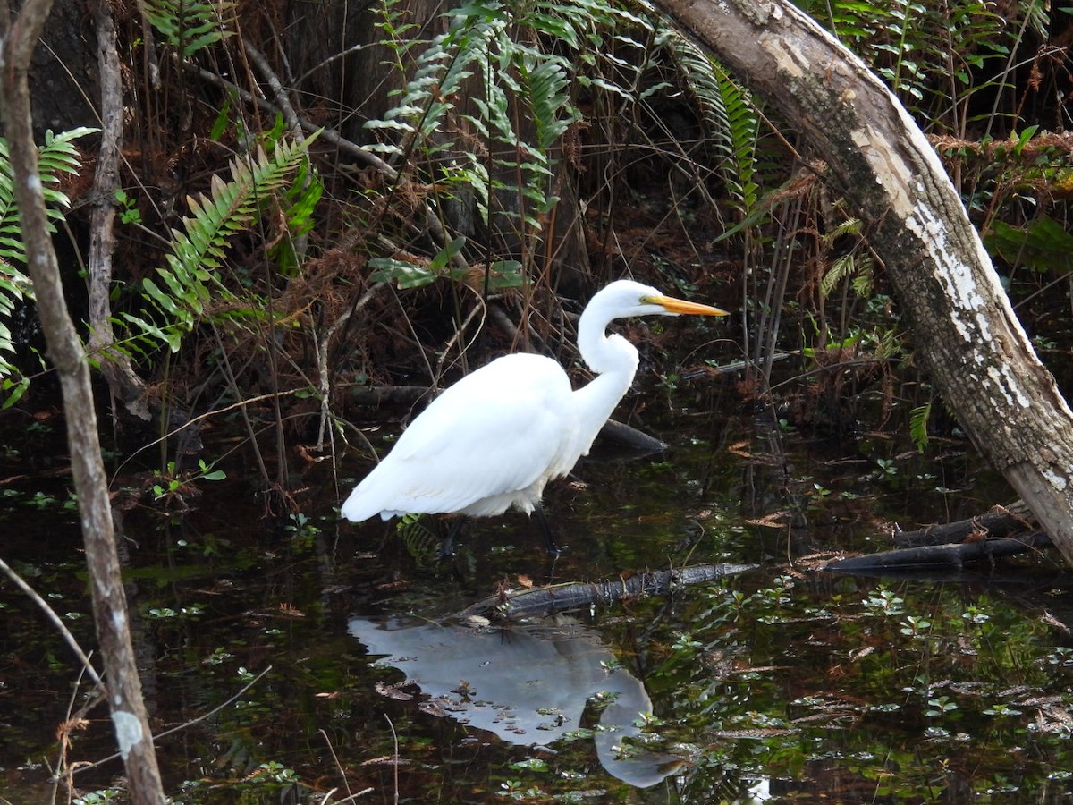 Koartza zuria - ML646842315