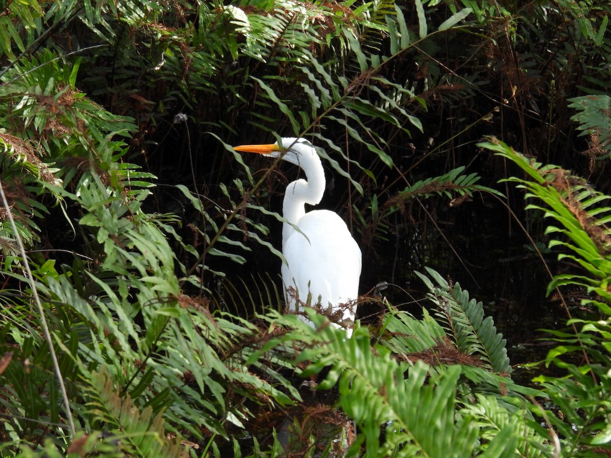 Koartza zuria - ML646842316