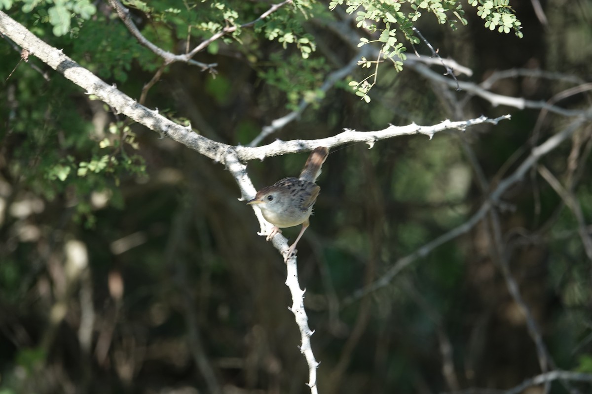Rattling Cisticola - ML646842317
