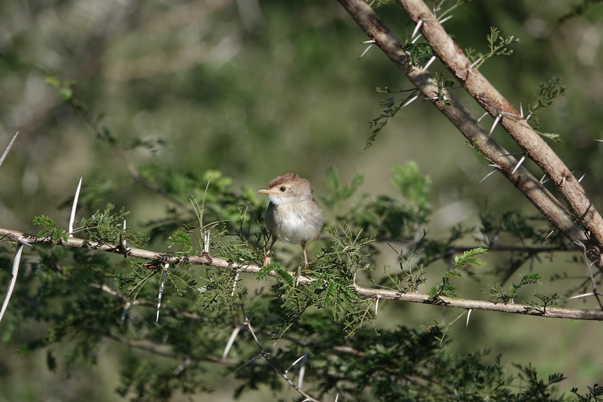Rattling Cisticola - ML646842318