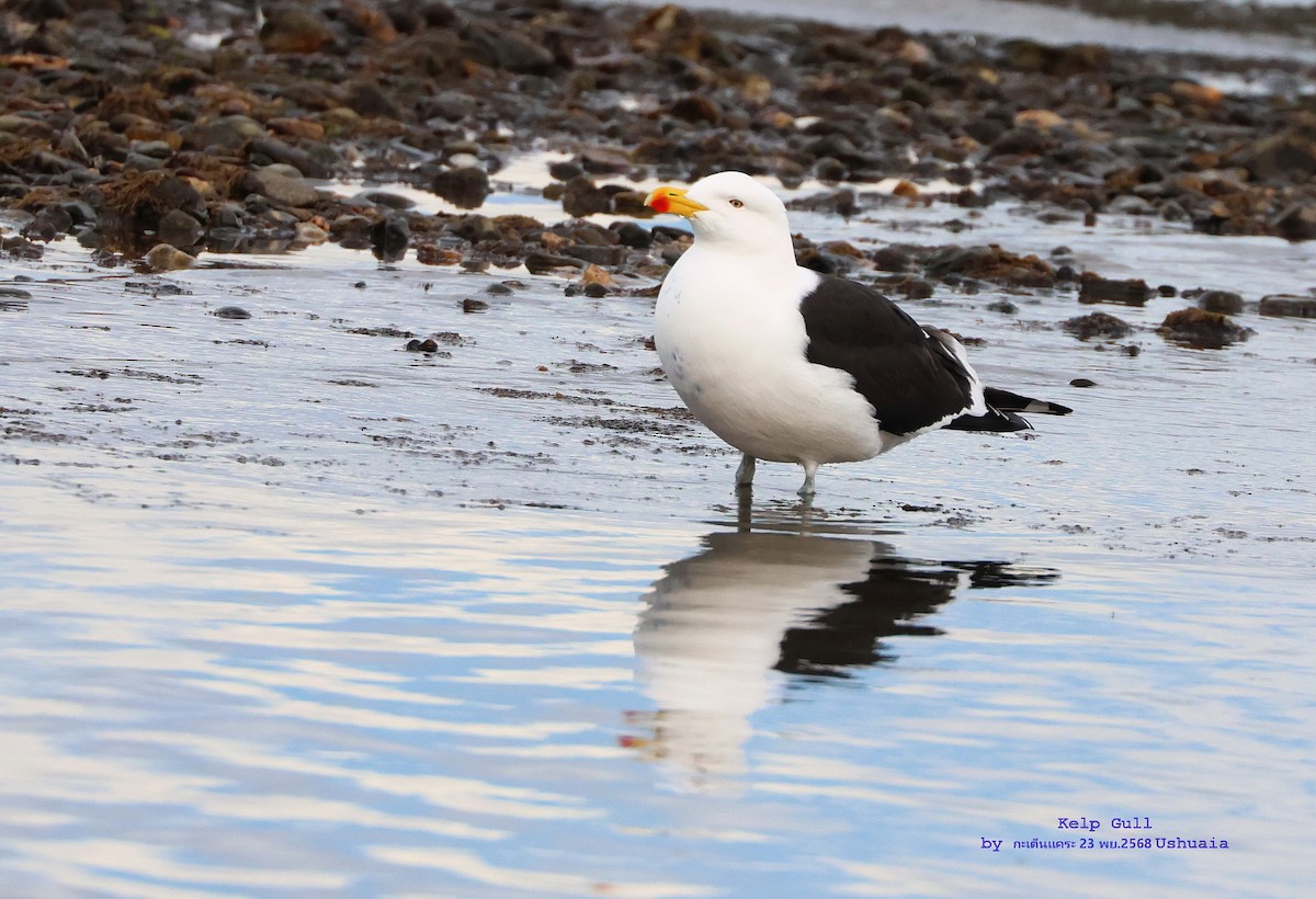 Kelp Gull - ML646842319