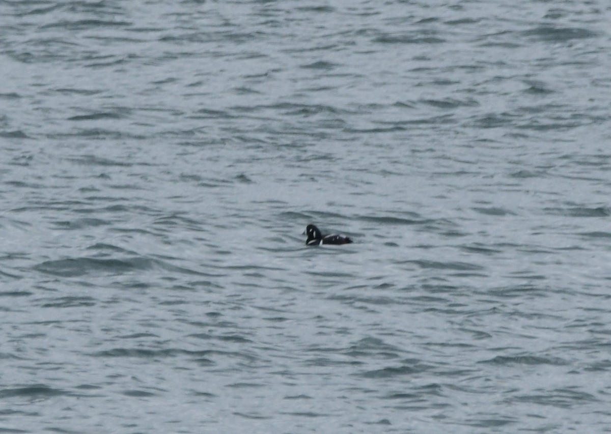 シノリガモ - ML646842320